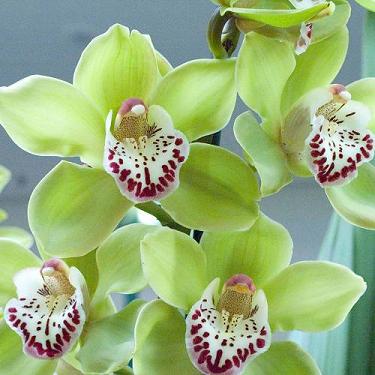 Цимбидиум — орхидея (Cymbidium) | Encyclopedia of Flowers ...