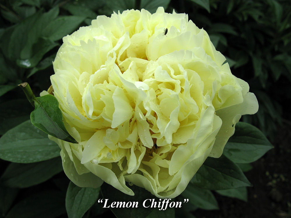 Hosta.com.ua. Пион Lemon Chiffon (Лемон ...