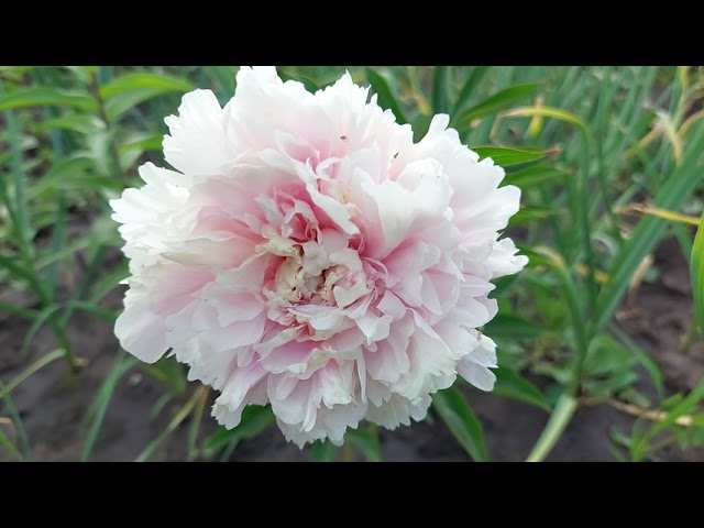 Luchshiy pion Пинк Джайент - пионы - My Peony Society