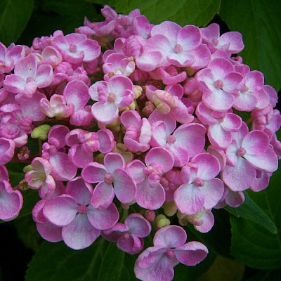 Hydrangea macrophylla 'Bouquet Rose ...