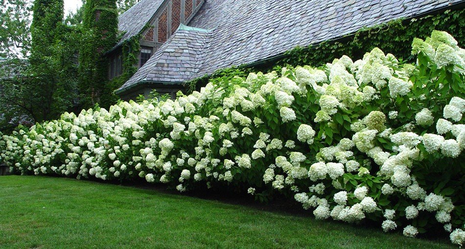 Hydrangea macrophylla pink, Гортензия ...