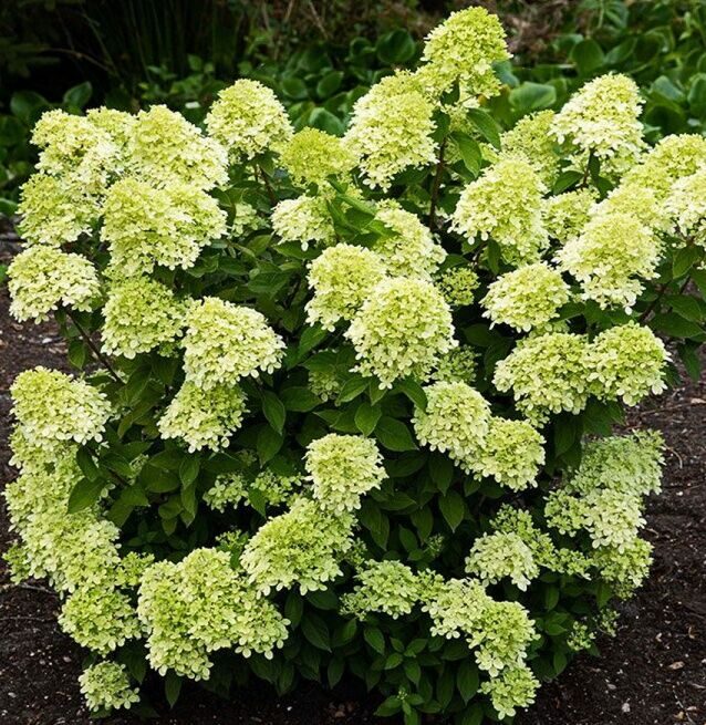 Гортензия метельчатая Литтл Лайм (Hydrangea paniculata ...