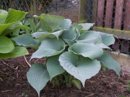 Hosta Moonlight Sonata