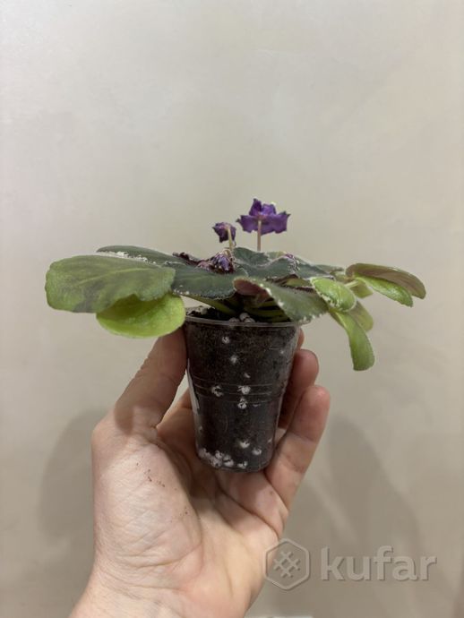 Моя красуня! ЛЕ-Галатея #africanviolet #фиалки #фиалкикиев ...