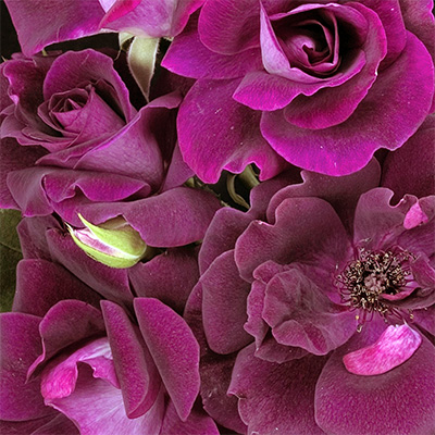 Send Burgundy Rose & Lavender Hydrangea ...