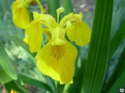 Ирис болотный (Iris pseudocorus) (контейнер 2л или корневище ...