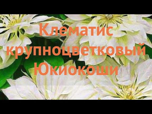 Купите Клематис Yukiokoshi (Юкиокоши ...