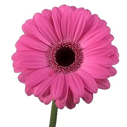 Gerbera mini | Fresh flowers catalog | Flora Export S.G. ...