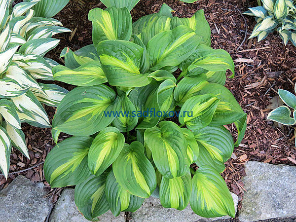 Hosta Emerald Charger | Passiflora.ru - Сервис коллективных ...