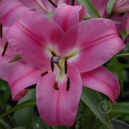 Lilium Asiatic Tiny Robin