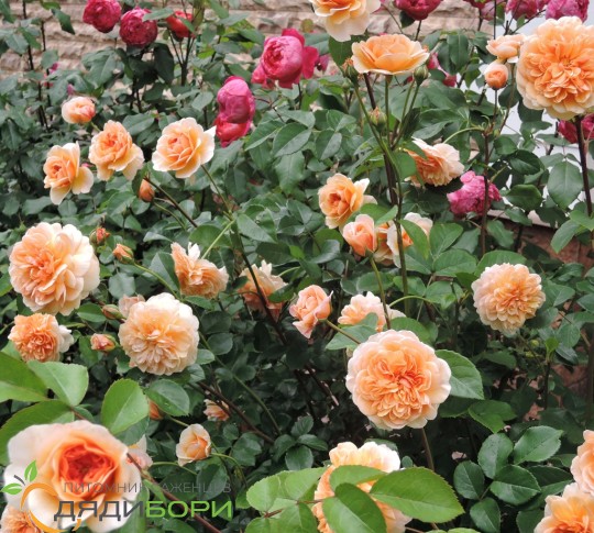 Rosa 'Port Sunlight' (English rose) rose Port Sunlight ...