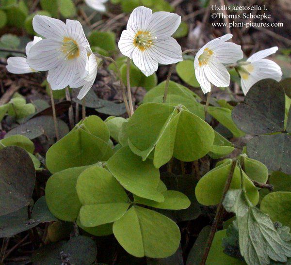 Кислица - Oxalis: фото, условия выращивания, уход и ...