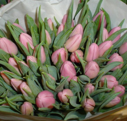 Tulipa Single Early Aafke