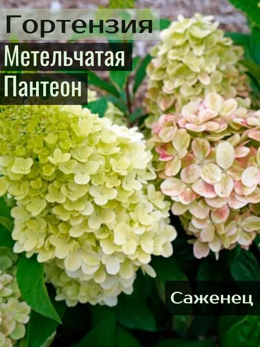 Гортензия метельчатая (Hydrangea paniculata `Phantom ...