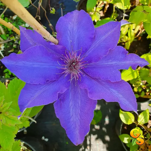 Clematis 'Hybrida Sieboldii ...