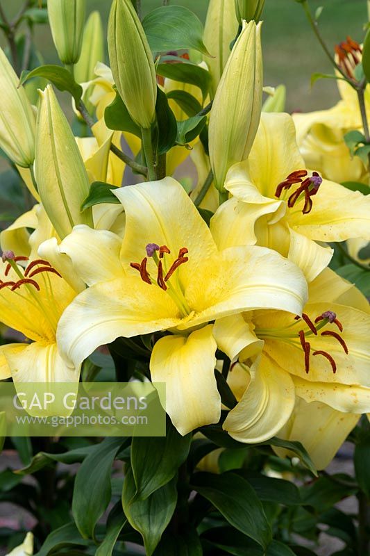 ✓ Лилия Элдорет (Lilium Eldoret), 5шт, Color Line по цене 0 ...