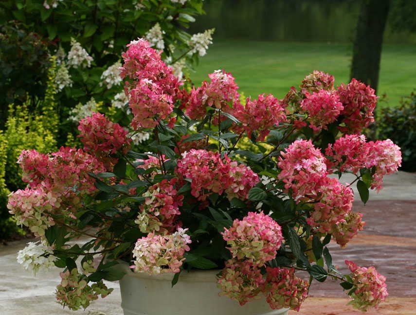 Hydrangea paniculata Touch of Pink-Гортензия метельчатая Тач ...