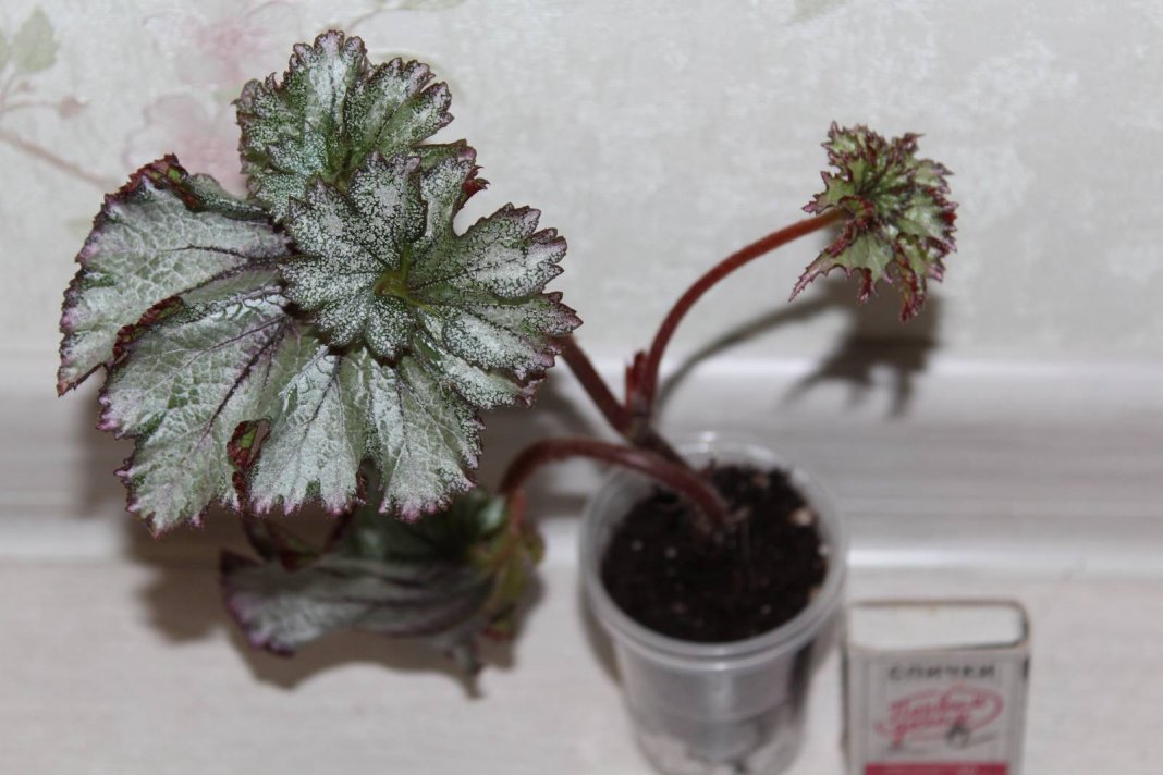 Begonia Peter Piper ❤ #цветы #цветыдома #бегония #flowers ...