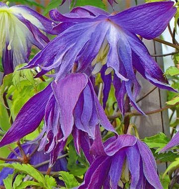 Clematis 'Mazury Crater Lake' - GARDENIDEA