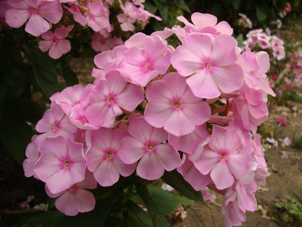 Флокс метельчатый белоснежный / Phlox paniculata white ...