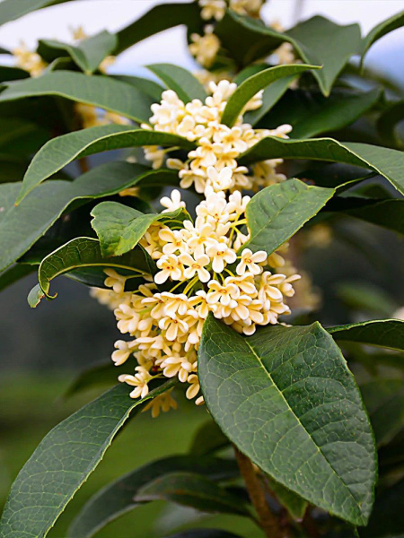 Osmanthus Heterophyllus 