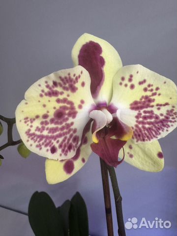 Фаленопсис (Phalaenopsis Exotic punch ...