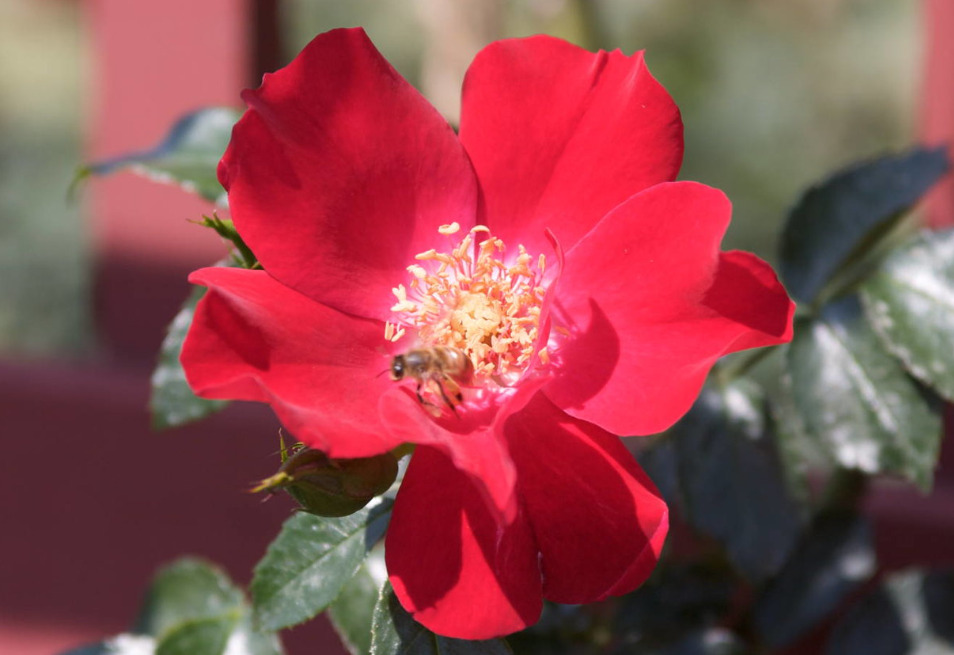 Rosa Dortmund - Dortmund Climbing Rose Stock Photo - Alamy