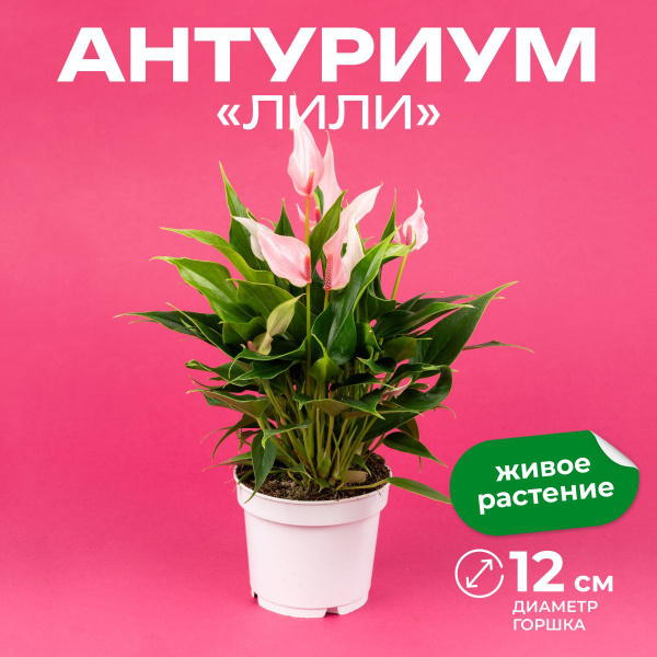 Антуриум Лили купить в Москве в интернет-магазине Bloom Story ...