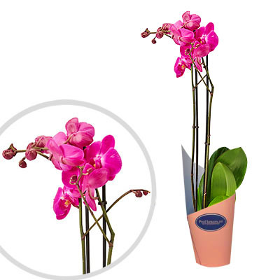 Phalaenopsis LAS VEGAS — Растения Оптовая FlorAccess