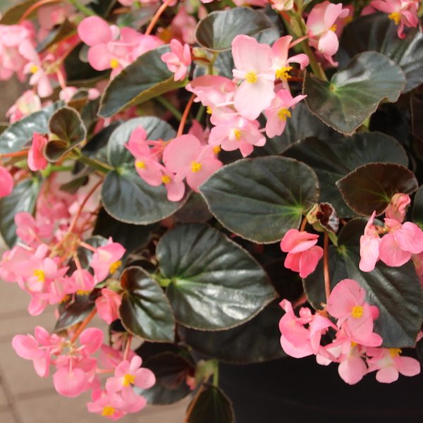 Begonia - Megawatt Red - Guildford Garden Centre