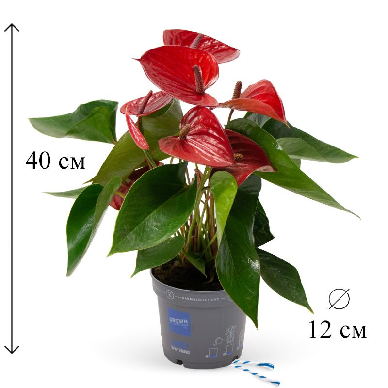 Антуриум андрианум Флорида D-15 см купить на OZON по низкой ...