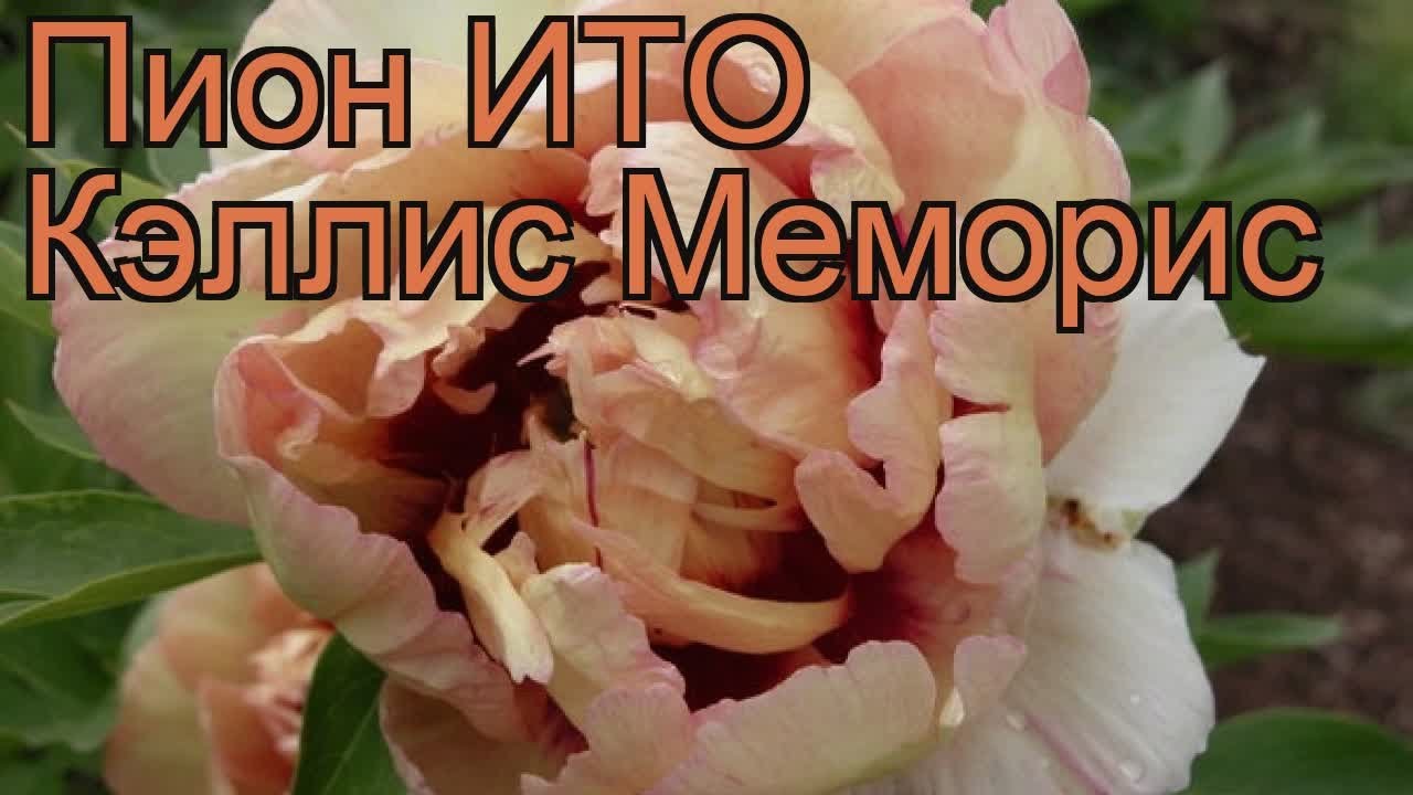 Пион Коллис Мемори (Кэллис Мемори, Callies Memory): описание ...