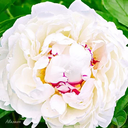 Peony (Paeonia lactiflora 'Avalanche')⠀... | Paeonia ...