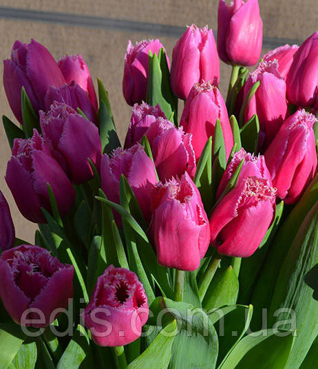 Tulipa 'Louvre' | Official site of ...