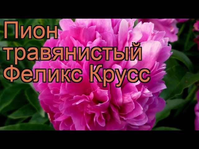 Пион молочноцветковый Феликс Краусс ...