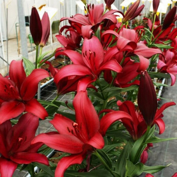 Lilium ot 'Fujian' - GARDENIDEA