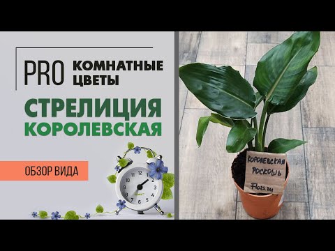 Стрелиция Королевская, комнатные цветы | Декоративноцветущие ...