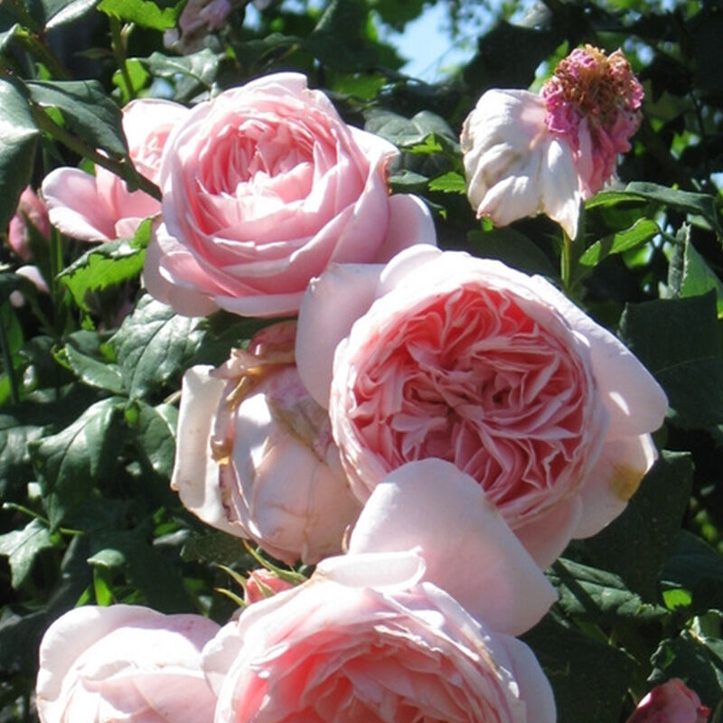 Rosier grimpant Nahema ® – Famous Roses World