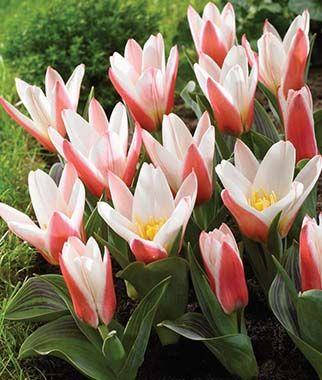 Heart's Delight - Tulip Bulbs ...