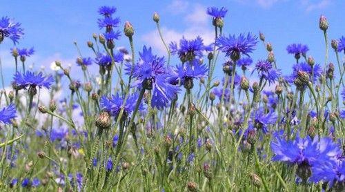 Centaurea cyanus L. Василёк синий — Planta Medica