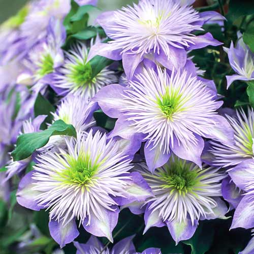 Клематис горный (Clematis montana Buch ...