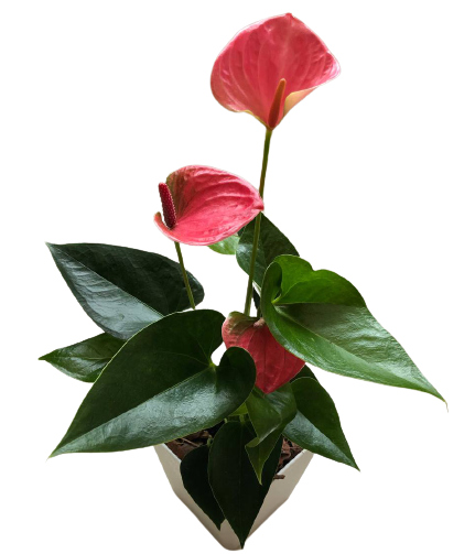 Anthurium Spirit (деленка без цветов)