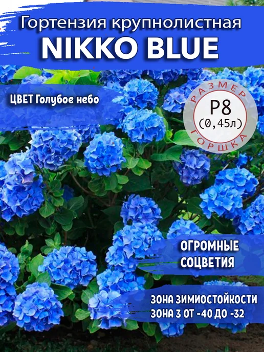 Гортензия Nikko Blue (Нико Блу) купить в Украине - магазин САДИМ