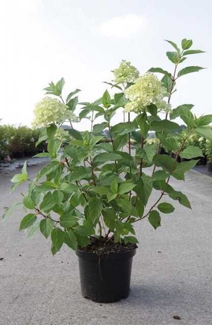 Гортензия метельчатая Лаймлайт (Hydrangea paniculata Limelight)