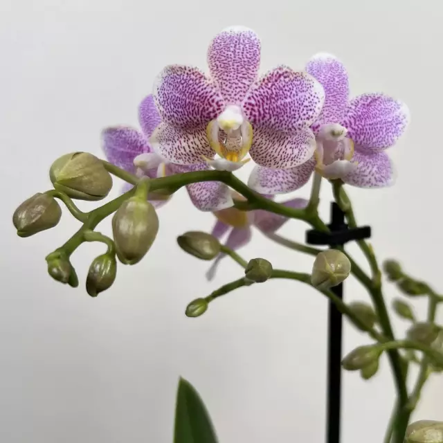 Фаленопсис Замбия (Phalenopsis Zambiya ...