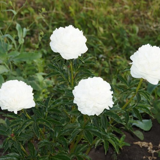 Пион молочноцветковый «Hermione» - Paeonia lactiflora «Hermione»