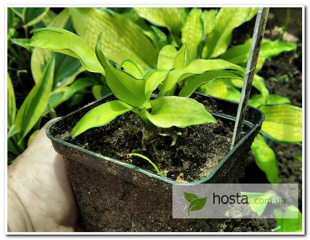 Hosta Ripple Effect — Хоста Волновой эффект — Садовые ...