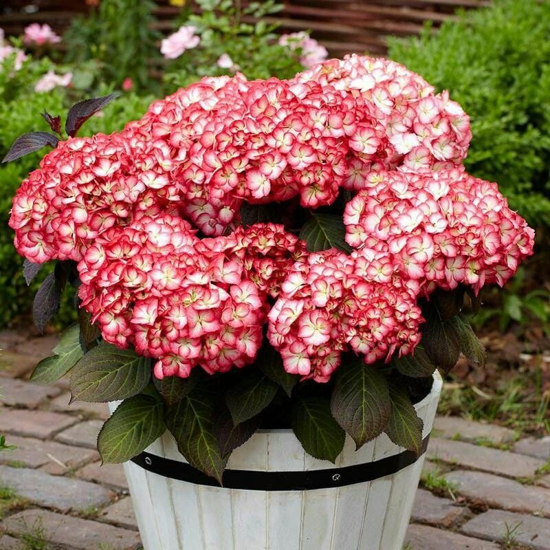 Саженцы Гортензия крупнолистная Мисс Саори (Hydrangea ...