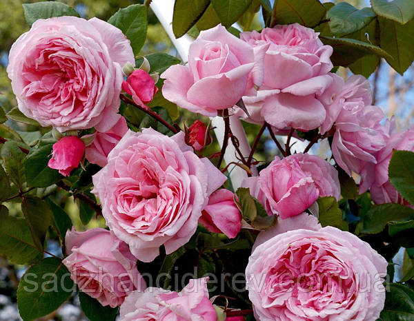 Rosa Arborose® 'Kiss Me Kate™' KORnagelio Climbing Rose ...