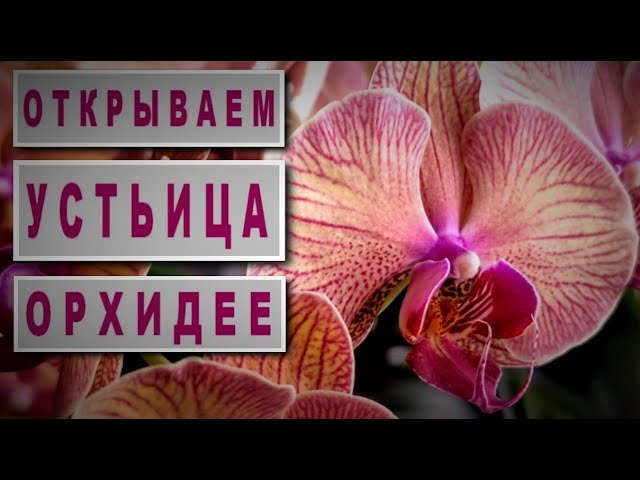 Орхидея Phal. Yaphon Golden Leopard - купить, доставка Украина